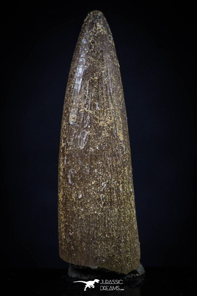 20447 - Top Quality 1.33 Inch Elasmosaur (Zarafasaura oceanis) Tooth