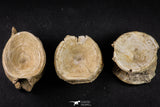 21668 - Beautiful Collection of 3 Enchodus libycus Vertebrae Bones Late Cretaceous