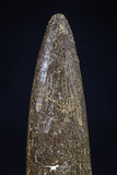 20447 - Top Quality 1.33 Inch Elasmosaur (Zarafasaura oceanis) Tooth