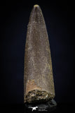 20447 - Top Quality 1.33 Inch Elasmosaur (Zarafasaura oceanis) Tooth