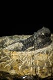 30555 - Well Preserved 1.41 Inch Cyphaspis (Otarion) cf. boutscharafinense Devonian Trilobite