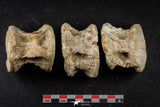 21668 - Beautiful Collection of 3 Enchodus libycus Vertebrae Bones Late Cretaceous