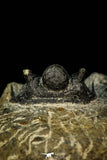 30555 - Well Preserved 1.41 Inch Cyphaspis (Otarion) cf. boutscharafinense Devonian Trilobite