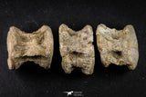 21668 - Beautiful Collection of 3 Enchodus libycus Vertebrae Bones Late Cretaceous