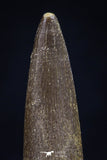 20447 - Top Quality 1.33 Inch Elasmosaur (Zarafasaura oceanis) Tooth