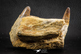 07562 - Top Rare 3.95 Inch Elosuchus sp Crocodile Partial Maxillary KemKem Beds