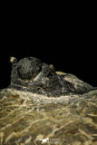 30555 - Well Preserved 1.41 Inch Cyphaspis (Otarion) cf. boutscharafinense Devonian Trilobite