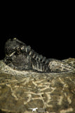 30555 - Well Preserved 1.41 Inch Cyphaspis (Otarion) cf. boutscharafinense Devonian Trilobite