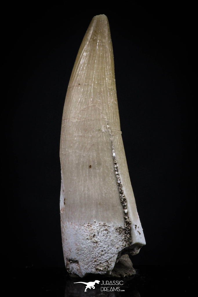 20448 - Top Quality 1.36 Partially Rooted Inch Elasmosaur (Zarafasaura oceanis) Tooth