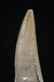 20448 - Top Quality 1.36 Partially Rooted Inch Elasmosaur (Zarafasaura oceanis) Tooth