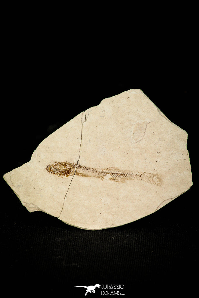 30556 - Beautiful 1.50 Inch Fossil Fish Fundulus nevadensis Pliocene - Nevada