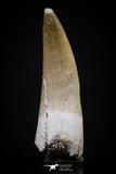 20448 - Top Quality 1.36 Partially Rooted Inch Elasmosaur (Zarafasaura oceanis) Tooth