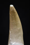 20448 - Top Quality 1.36 Partially Rooted Inch Elasmosaur (Zarafasaura oceanis) Tooth