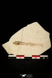 30556 - Beautiful 1.50 Inch Fossil Fish Fundulus nevadensis Pliocene - Nevada