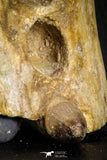 07562 - Top Rare 3.95 Inch Elosuchus sp Crocodile Partial Maxillary KemKem Beds