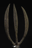 21543 - Museum Grade Trident 2.75 Inch Walliserops trifurcatus Middle Devonian Trilobite