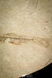 30556 - Beautiful 1.50 Inch Fossil Fish Fundulus nevadensis Pliocene - Nevada