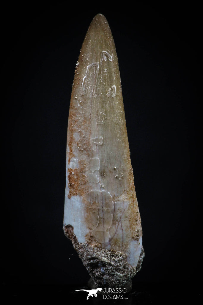 20449 - Top Quality 1.37 Partially Rooted Inch Elasmosaur (Zarafasaura oceanis) Tooth