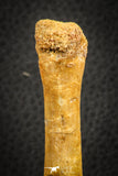 07563 - Rare Unidentified 3.17 Inch Crocodile Metatarsal Toe Bone Cretaceous KemKem
