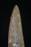 20449 - Top Quality 1.37 Partially Rooted Inch Elasmosaur (Zarafasaura oceanis) Tooth