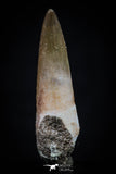 20449 - Top Quality 1.37 Partially Rooted Inch Elasmosaur (Zarafasaura oceanis) Tooth