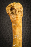 07563 - Rare Unidentified 3.17 Inch Crocodile Metatarsal Toe Bone Cretaceous KemKem