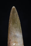 20449 - Top Quality 1.37 Partially Rooted Inch Elasmosaur (Zarafasaura oceanis) Tooth