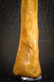 07563 - Rare Unidentified 3.17 Inch Crocodile Metatarsal Toe Bone Cretaceous KemKem