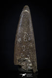 20450 - Top Quality 1.28 Inch Elasmosaur (Zarafasaura oceanis) Tooth