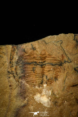 30558 - Top Rare 0.35 Inch Amecephalus piochensis Middle Cambrian Trilobite - Nevada, USA