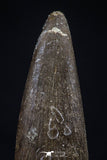 20450 - Top Quality 1.28 Inch Elasmosaur (Zarafasaura oceanis) Tooth