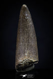 20450 - Top Quality 1.28 Inch Elasmosaur (Zarafasaura oceanis) Tooth