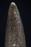 20450 - Top Quality 1.28 Inch Elasmosaur (Zarafasaura oceanis) Tooth