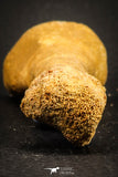 07563 - Rare Unidentified 3.17 Inch Crocodile Metatarsal Toe Bone Cretaceous KemKem
