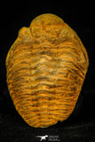 30559 - Beautiful 1.58 Inch Positive/Negative Metacryphaeus venustus Lower Devonian Trilobite - Bolivia