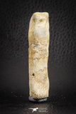 07564 - Great 2.42 Inch Spinosaurus Dinosaur Hand (Manus) Phalanx Bone Cretaceous KemKem