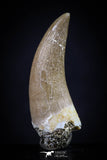 20451 - Top Quality 1.22 Inch Partially Rooted Elasmosaur (Zarafasaura oceanis) Tooth