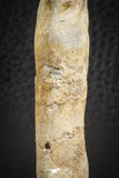 07564 - Great 2.42 Inch Spinosaurus Dinosaur Hand (Manus) Phalanx Bone Cretaceous KemKem