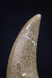 20451 - Top Quality 1.22 Inch Partially Rooted Elasmosaur (Zarafasaura oceanis) Tooth