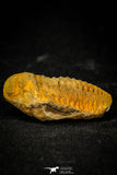 30559 - Beautiful 1.58 Inch Positive/Negative Metacryphaeus venustus Lower Devonian Trilobite - Bolivia