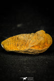 30559 - Beautiful 1.58 Inch Positive/Negative Metacryphaeus venustus Lower Devonian Trilobite - Bolivia