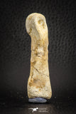 07564 - Great 2.42 Inch Spinosaurus Dinosaur Hand (Manus) Phalanx Bone Cretaceous KemKem