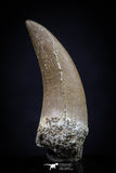 20451 - Top Quality 1.22 Inch Partially Rooted Elasmosaur (Zarafasaura oceanis) Tooth