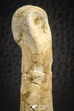 07564 - Great 2.42 Inch Spinosaurus Dinosaur Hand (Manus) Phalanx Bone Cretaceous KemKem