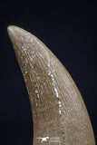 20451 - Top Quality 1.22 Inch Partially Rooted Elasmosaur (Zarafasaura oceanis) Tooth