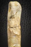07564 - Great 2.42 Inch Spinosaurus Dinosaur Hand (Manus) Phalanx Bone Cretaceous KemKem
