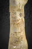 07564 - Great 2.42 Inch Spinosaurus Dinosaur Hand (Manus) Phalanx Bone Cretaceous KemKem