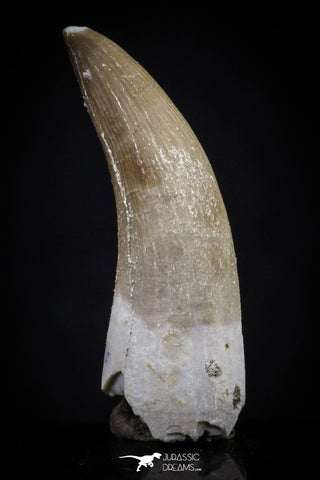 20452 - Top Quality 1.27 Inch Partially Rooted Elasmosaur (Zarafasaura oceanis) Tooth