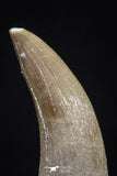 20452 - Top Quality 1.27 Inch Partially Rooted Elasmosaur (Zarafasaura oceanis) Tooth