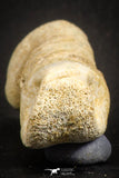 07564 - Great 2.42 Inch Spinosaurus Dinosaur Hand (Manus) Phalanx Bone Cretaceous KemKem